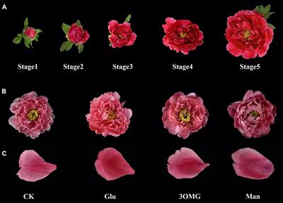 Glucose Supply Induces PsMYB2-Mediated Anthocyanin Accumulation in Paeonia suffruticosa ‘Tai Yang’ Cut Flower